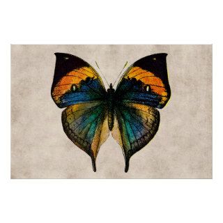 Vintage Butterfly Illustration 1800's Butterflies Print