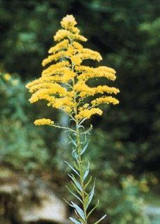 Tall Goldenrod (Solidago altissima), 380 Certified Pure Live Seed, True Native Seed  Flowering Plants  Patio, Lawn & Garden