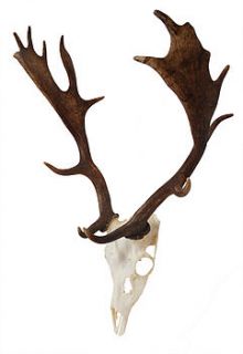 fallow deer antlers on skull by emilyhannah ltd