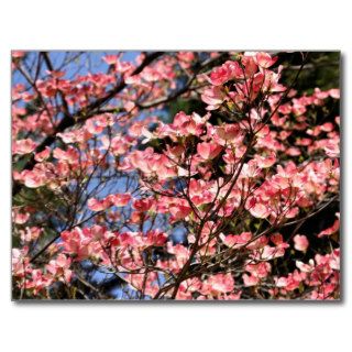 Pink Dogwood Flower Photography Postcard