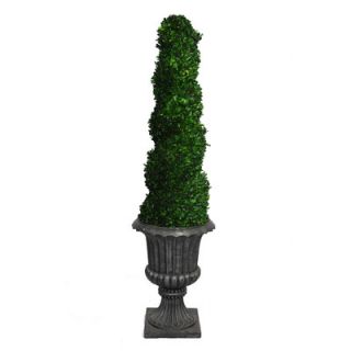 Laura Ashley Home Tall Preserved Spiral Boxwood Topiary in Urn
