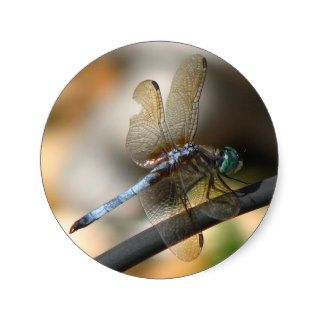 Close up Dragonfly Stickers