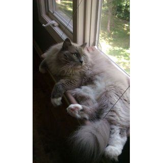 Sunny Seat Window Cat Bed  Pet Window Perches 