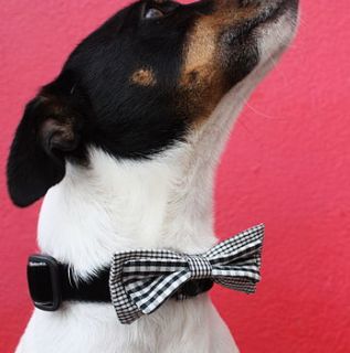 bing bow tie collar by scrufts