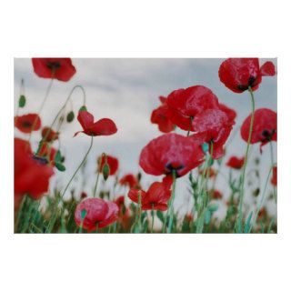 Field of Poppies Against Grey Sky Poster