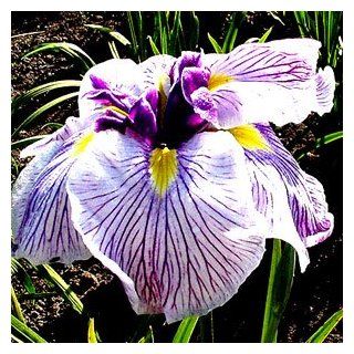 Caprician Butterfly Japanese Iris   Likes moist areas  Iris Plants  Patio, Lawn & Garden