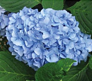 White Flower Farms Hydrangea Nantucket Blue —