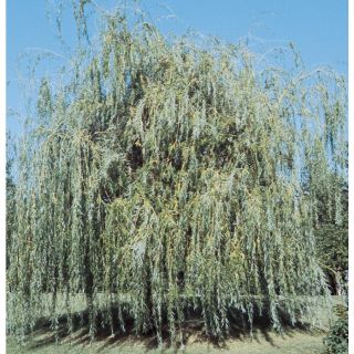 10.25 Gallon Niobe Weeping Willow (L4599)