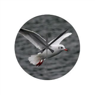 beutiful high flying seagull over alantic ocean clocks