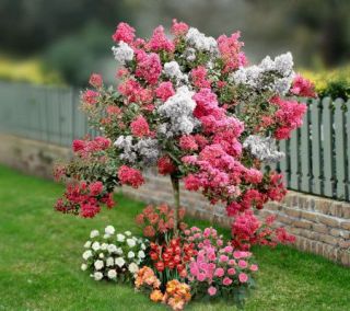 Cottage Farms 2 in 1 Pink & White Crape Myrtle Patio Tree —