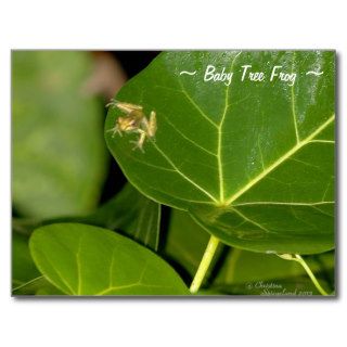Cute baby tree frog Postcard