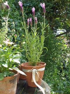 purple lavender gift plant in reclaimed pot by aunt maud