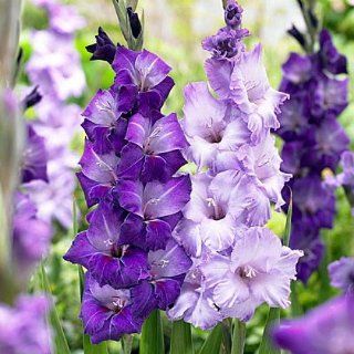 'Blue Moon' Mix Large Flowering Gladiolus 10 Bulbs  Gladiolus Plants  Patio, Lawn & Garden
