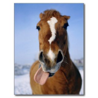 Horse sticking out tongue post card