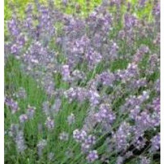 Herb Seeds   Lavender True   400 Seeds  Herb Plants  Patio, Lawn & Garden