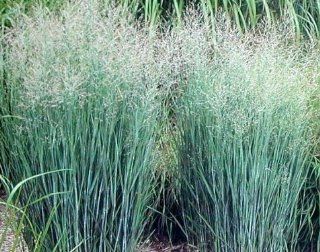 Panicum Virgatum 'Heavy Metal'   Heavy Metal Switch Grass  Grass Plants  Patio, Lawn & Garden