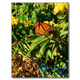 memory 1 138, Spring, Photography by Kirsten King Postcards