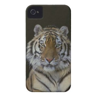 Bengal Tiger 7 iPhone 4 Case Mate Cases