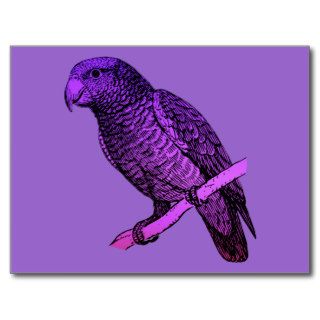 Purple Parrot Postcard