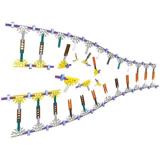 KNex DNA Replication Set