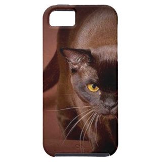Cute Havana Brown Cat “Chocolate Delight” Panther Cover For iPhone 5/5S