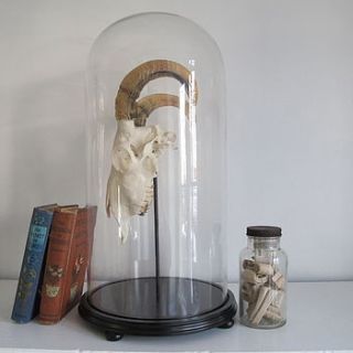 vintage style glass dome and ram skull by anderson masters
