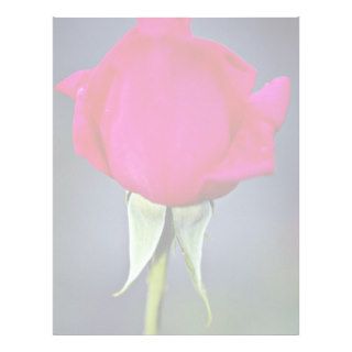 Hybrid Tea Rose 'Miss All American Beauty' Yellow Letterhead Design