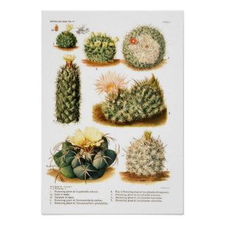 Cactus species print