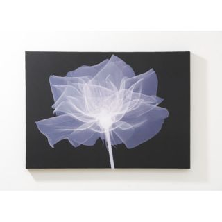 Graham & Brown X Ray Flower Printed Graphic Art on Canvas 42252