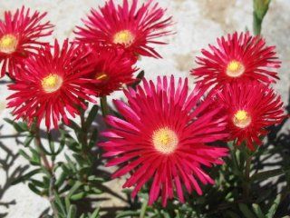 100 Gelato Bright RED ICE PLANT MESEMBRYANTHEMUM DAISY Livingstone Flower Seeds  Patio, Lawn & Garden