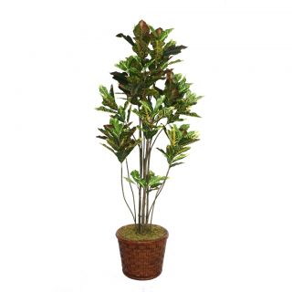 Laura Ashley 77 Tall Croton Tree With Multiple Trunks In 17 Fiberstone Planter