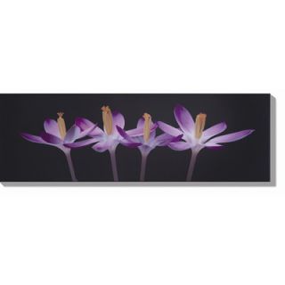 Graham & Brown Crocus Embrace Photographic Print 40 066