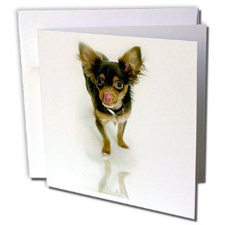 gc_880_2 Dogs Chihuahua   Long Hair Chihuahua   Greeting Cards 12 Greeting Cards with envelopes  Blank Greeting Cards 