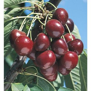 3.74 Gallon Stella Cherry Tree (L10481)