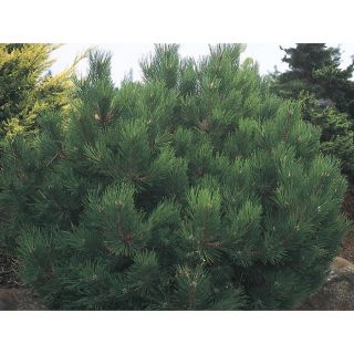 5.98 Gallon Oregon Green Austrian Pine (L24030)