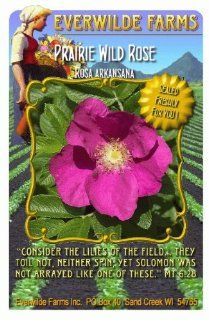 Everwilde Farms   Prairie Wild Rose Native Wildflower Seeds   Jumbo Seed Packet (60)  Flowering Plants  Patio, Lawn & Garden