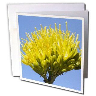 gc_45953_1 VWPics Flowers   Bee pollinates a Desert Agave flower also called a Century Plant   Greeting Cards 6 Greeting Cards with envelopes  Blank Greeting Cards 