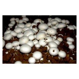 Seeds and Things 10 Grams(Agaricus Campestris), Approximately 500 inert carrier Seeds Coated with the Button Mushroom Spore (Agaricus Campestris)  Vegetable Plants  Patio, Lawn & Garden