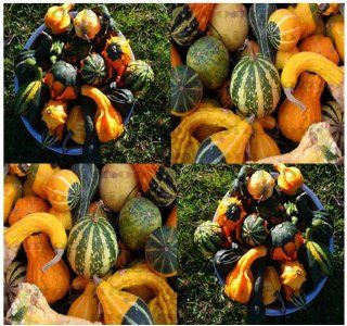 30 LARGE & SMALL MIX Gourds seeds   15 DIFFERENT TYPES Bushel Dipper Shenot Swan  Tomato Plants  Patio, Lawn & Garden
