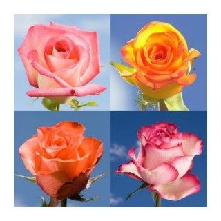 75 Multiple Color Roses  Fresh Cut Format Rose Flowers  