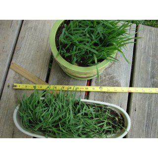 Cat Grass Seeds 15 grams  Catnip Plants 