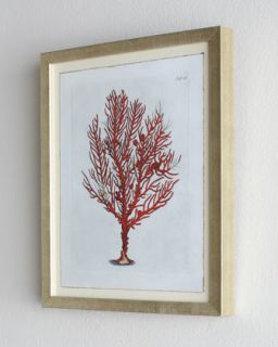Red Coral C (Spongia Rubicunda Coral) Print