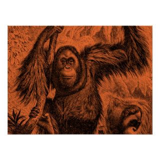Vintage Orange Orangutan Illustration   Monkey Posters