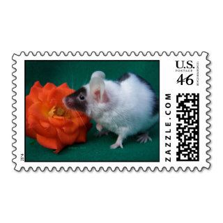 White and Black mouse Orange Tea Rose Postage Stamps