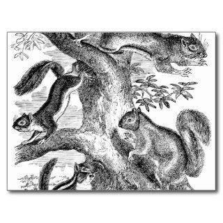 Vintage 1800s Squirrels Illustration   Squirrel Post Cards
