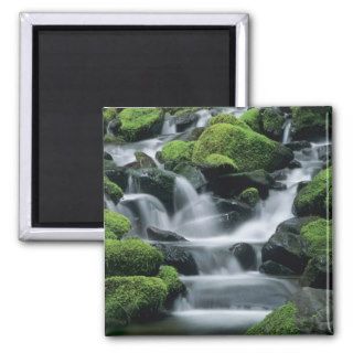 WA, Olympic NP, Sol Duc Valley, stream with Refrigerator Magnet