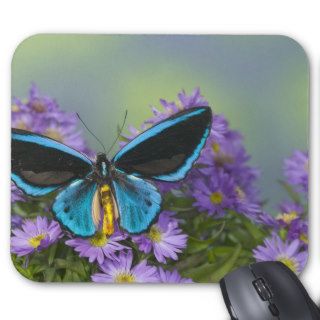 Sammamish Washington Photograph of Butterfly 52 Mouse Pad