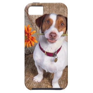 Dog Good Jack Russell Terrier iPhone 5 Cover