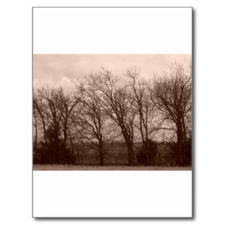Trees at Dawn on Fence Line Post Card