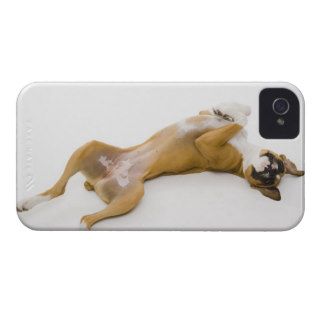 Boxer dog laying on her back on the floor Case Mate iPhone 4 cases